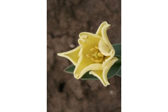 YELLOW CROWN